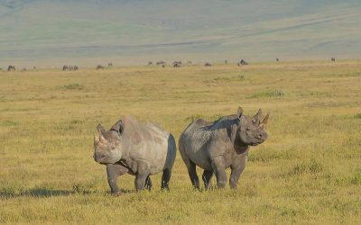 Ngorongoro Conservation Area Authority