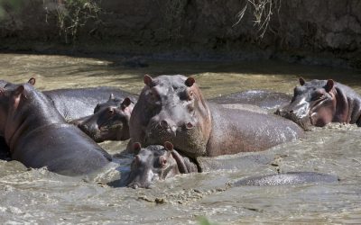 Katavi National Park