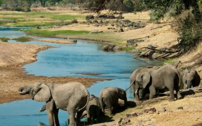 Ruaha National Park