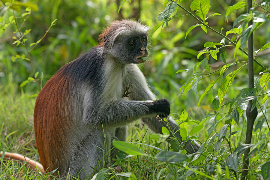 Jozani forest Walking Tour