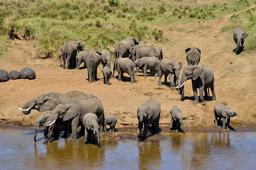 Tarangire Safari Tanzania