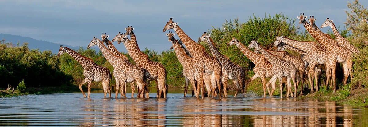 Nyerere National Park