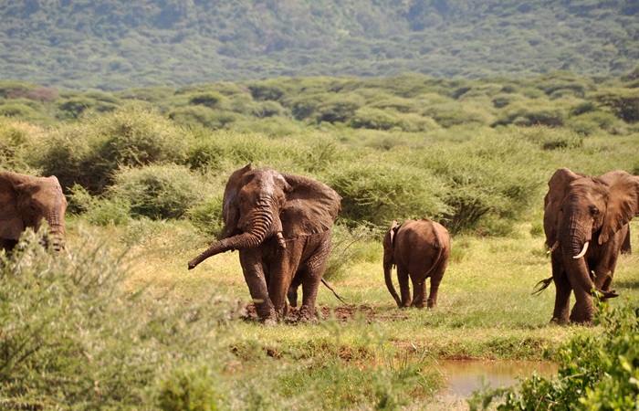 Tanzania Safari Lake Manyara