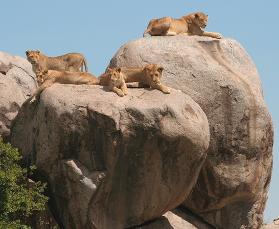 Serengeti National Park Kojes