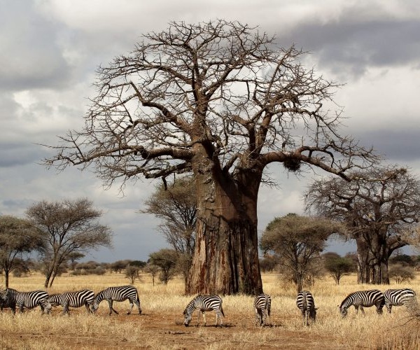 Tarangire National Park