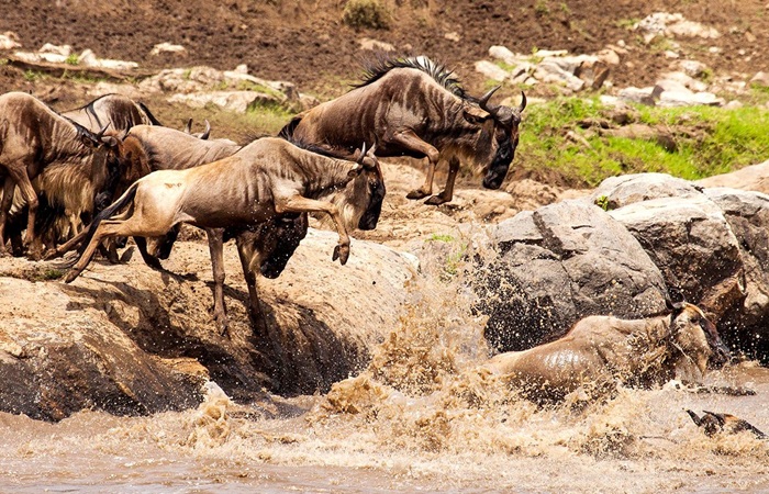 River Crossing Serengeti