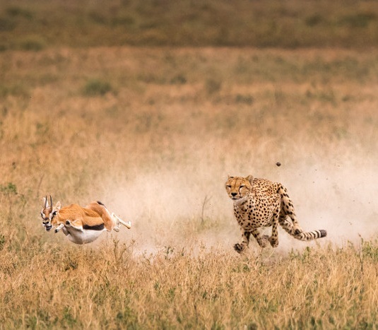 Cheetah Chase Gazelle