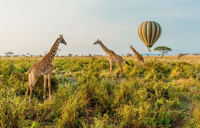 Tanzania Safari Tour