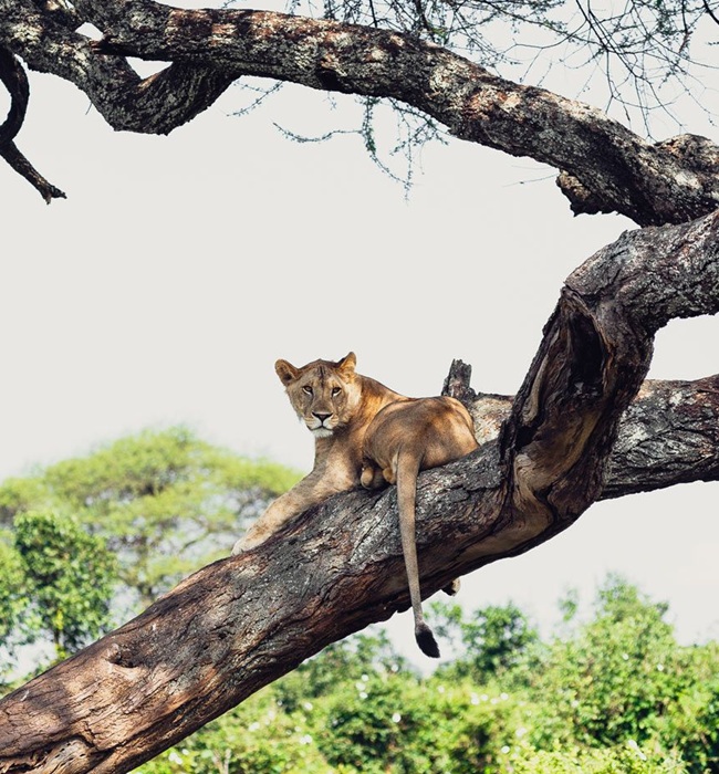 Tanzania Safari Holidays