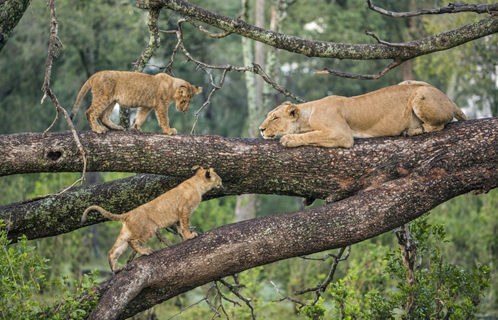 Tanzania Safari Tours