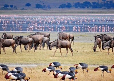 Zebra in Lake Manyara
