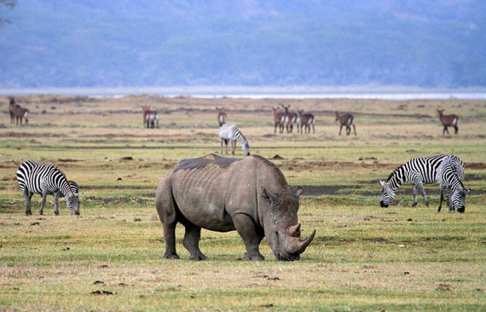 Ngorongoro Crater Safari
