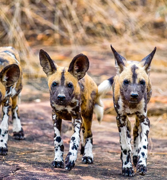 Africa Hunting Dogs
