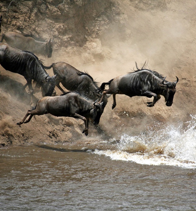 Tanzania Safari Tours